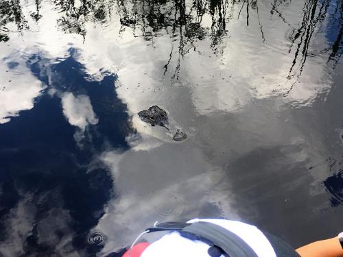 airboat rides everglades (1)